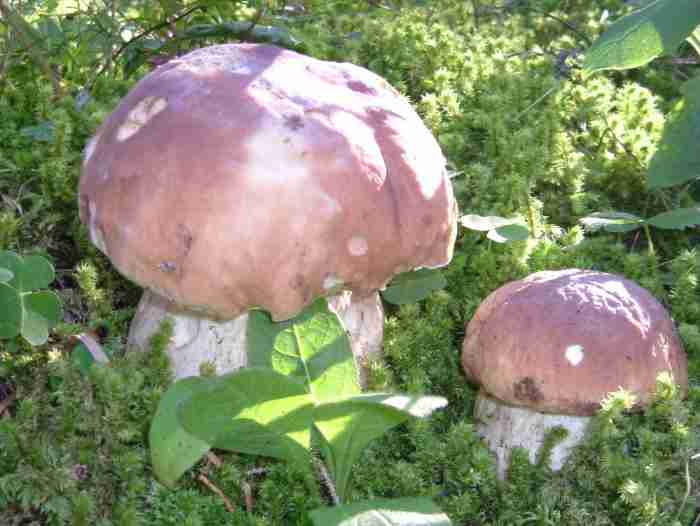  Image name: 54 Porcino.jpg 
 width: 700 pixel 
 height: 526 pixel 
 Size: 28657 bytes 
 Click to enlarge 